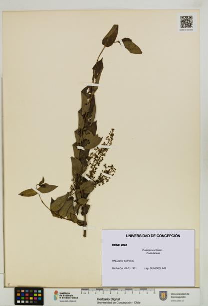 Coriaria ruscifolia [Espécimen: ]