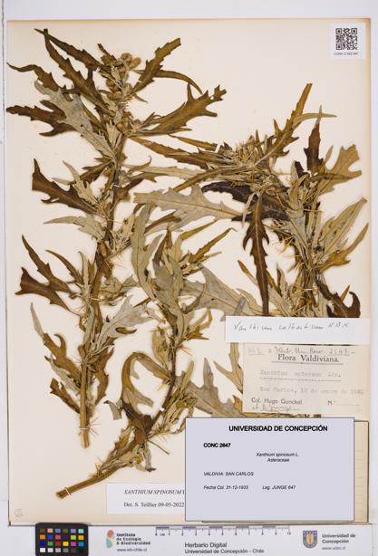 Xanthium spinosum [Espécimen: ]