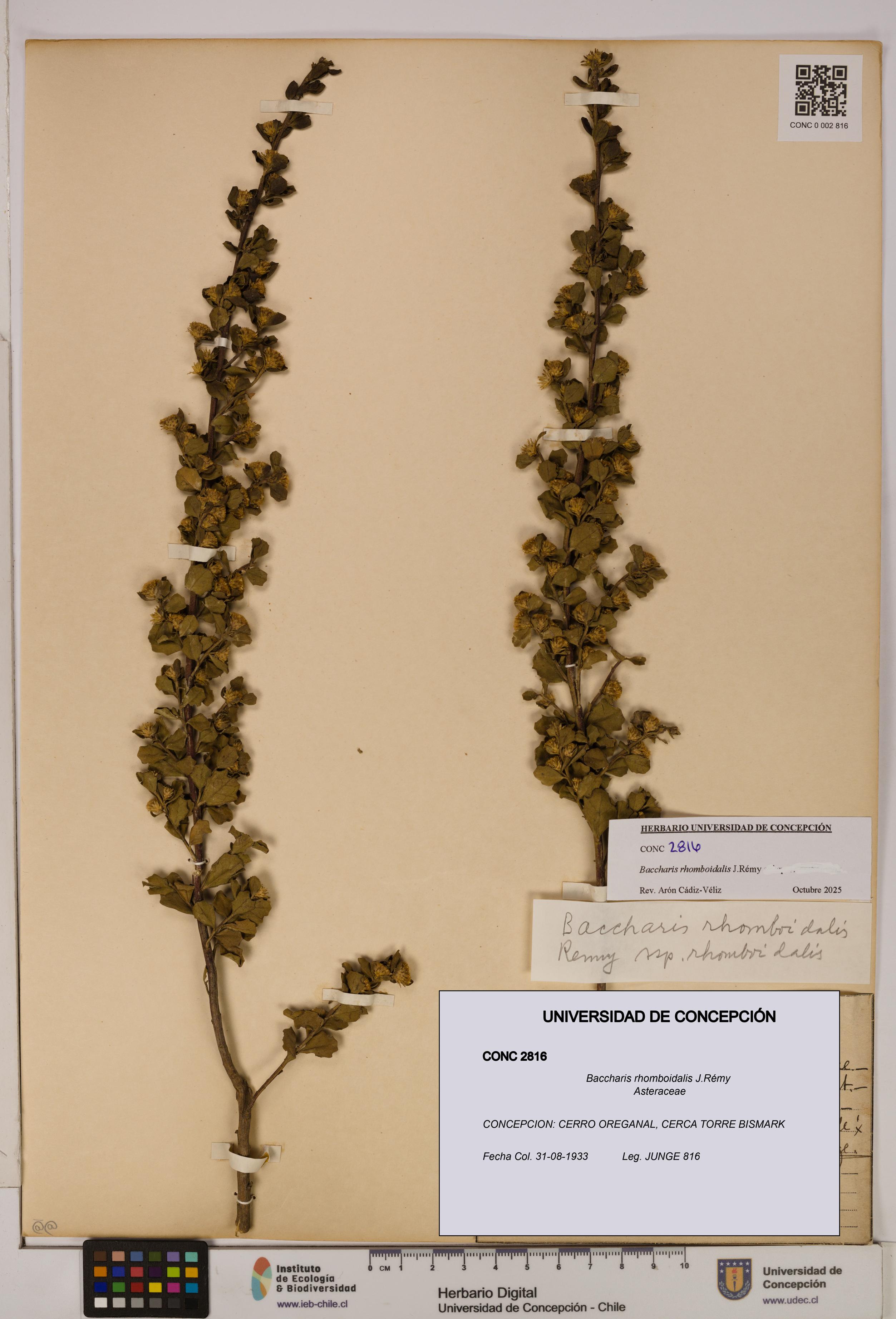 Baccharis rhomboidalis [Espécimen: UDEC:CONC:0002816]