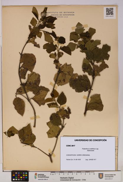 Podanthus ovatifolius [Espécimen: ]