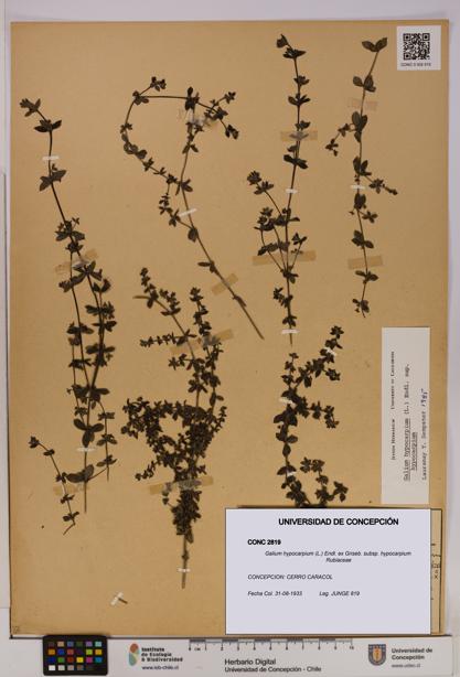 Galium hypocarpium subsp. hypocarpium [Espécimen: UDEC:CONC:0002819]