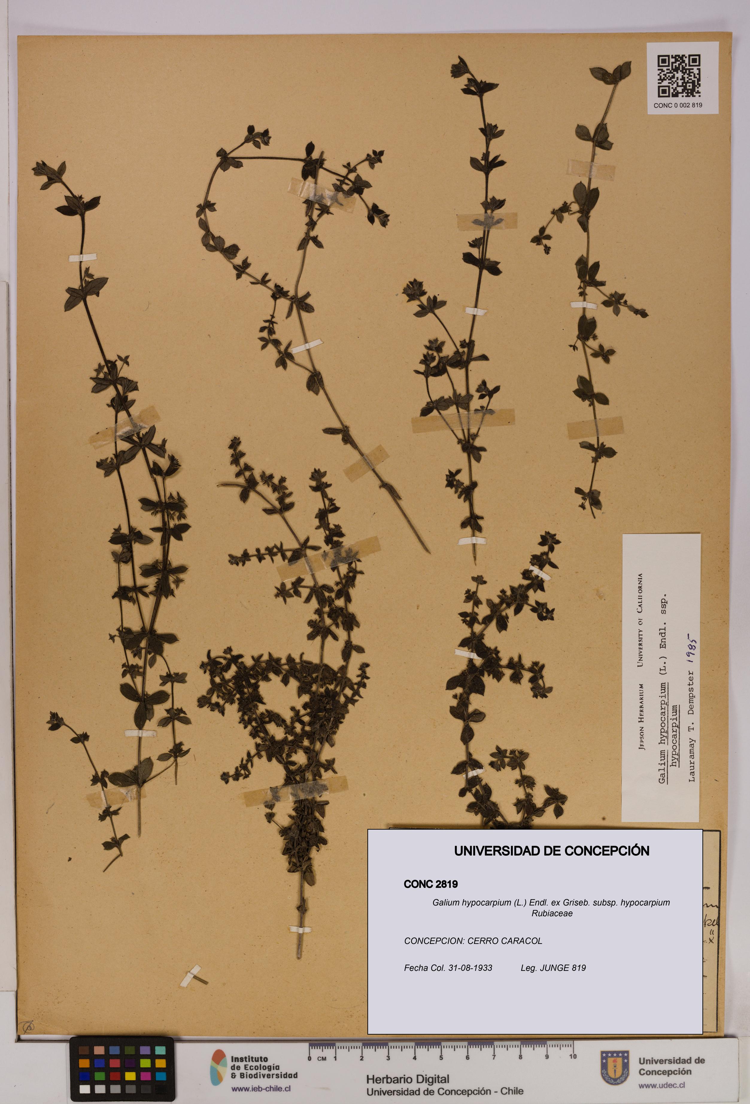 Galium hypocarpium subsp. hypocarpium [Espécimen: UDEC:CONC:0002819]