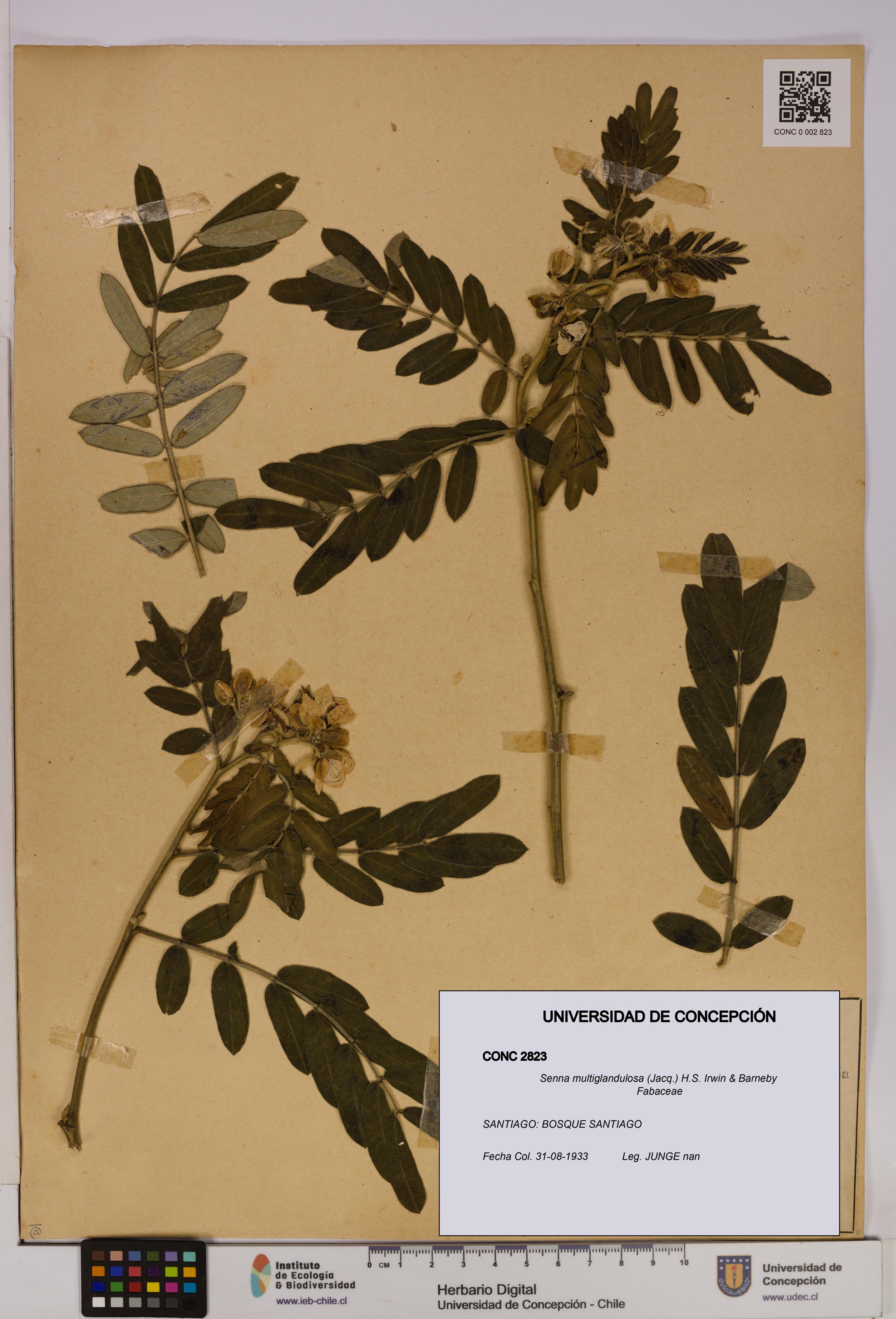 Senna multiglandulosa [Espécimen: UDEC:CONC:0002823]