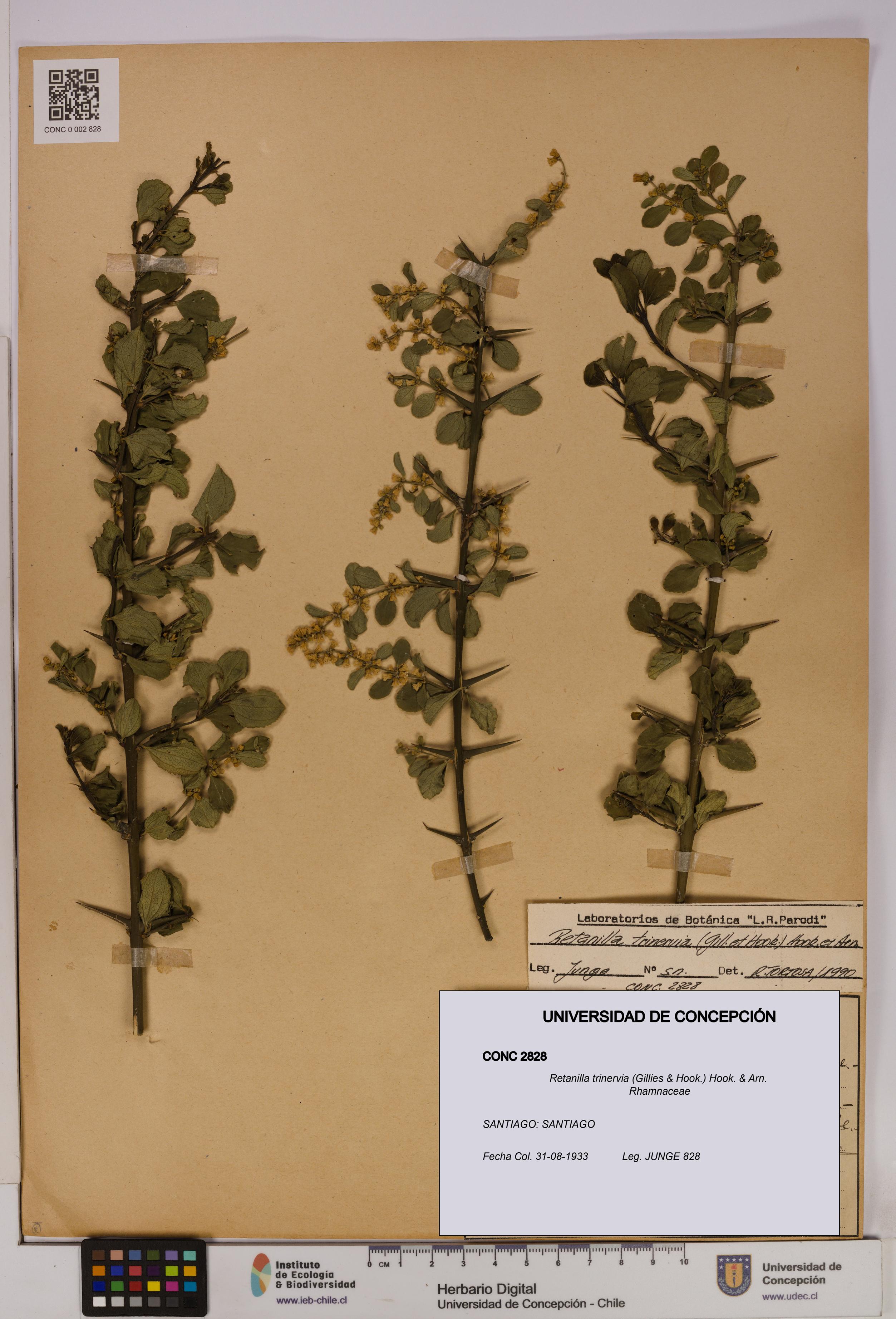 Retanilla trinervia [Espécimen: UDEC:CONC:0002828]