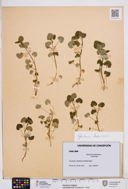 Glechoma hederacea [Espécimen: ]