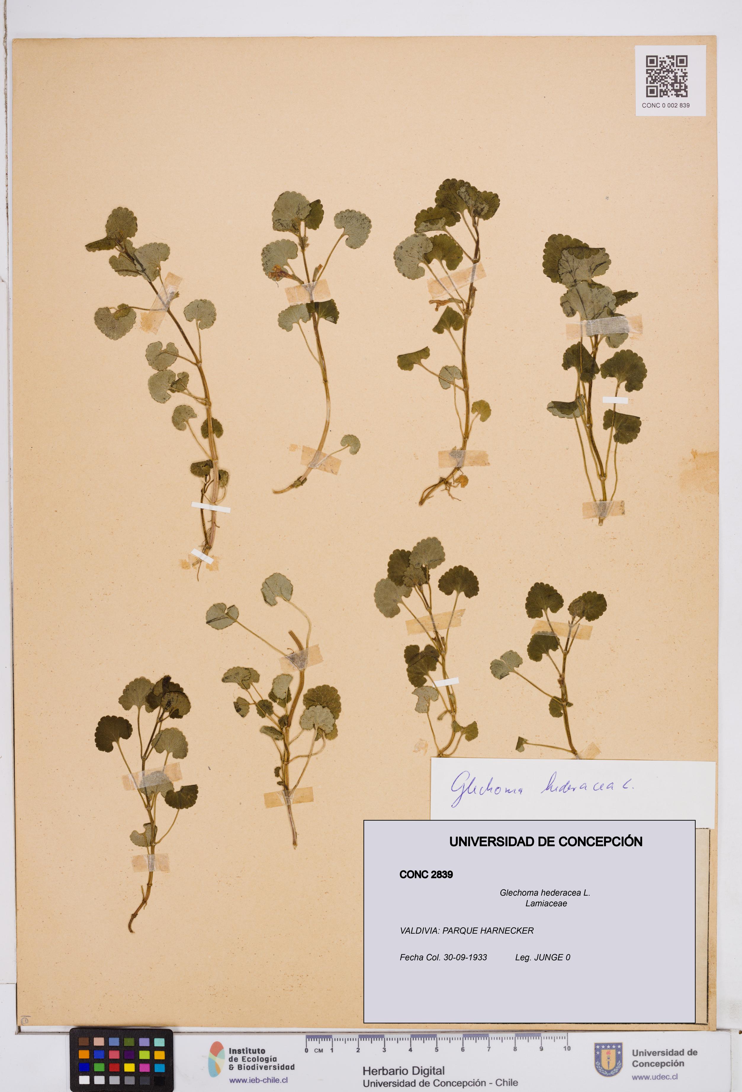 Glechoma hederacea [Espécimen: ]