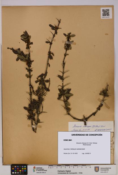 Discaria chacaye [Espécimen: UDEC:CONC:0002841]