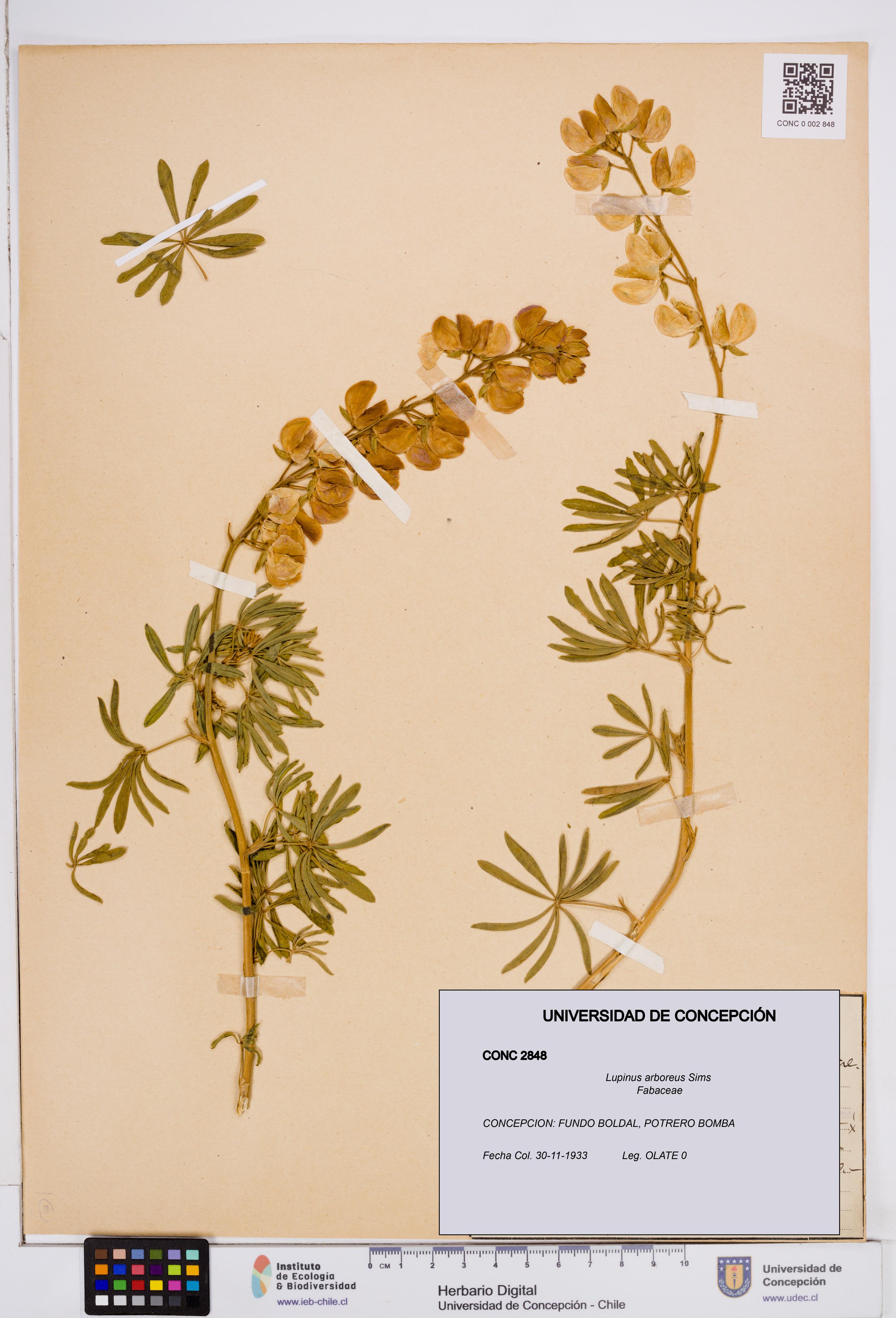 Lupinus arboreus [Espécimen: ]