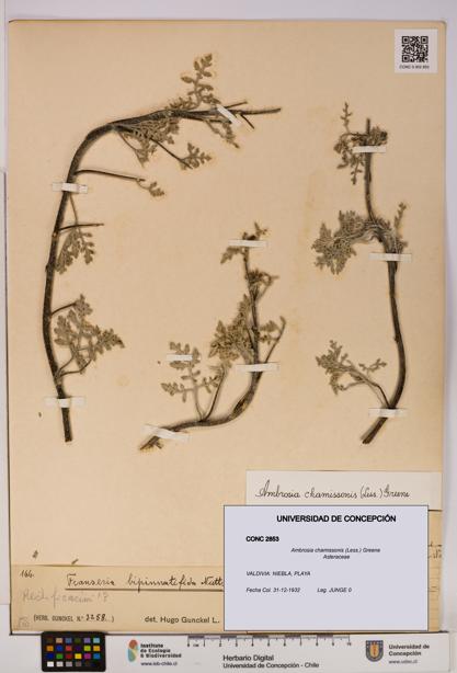 Ambrosia chamissonis [Espécimen: UDEC:CONC:0002853]