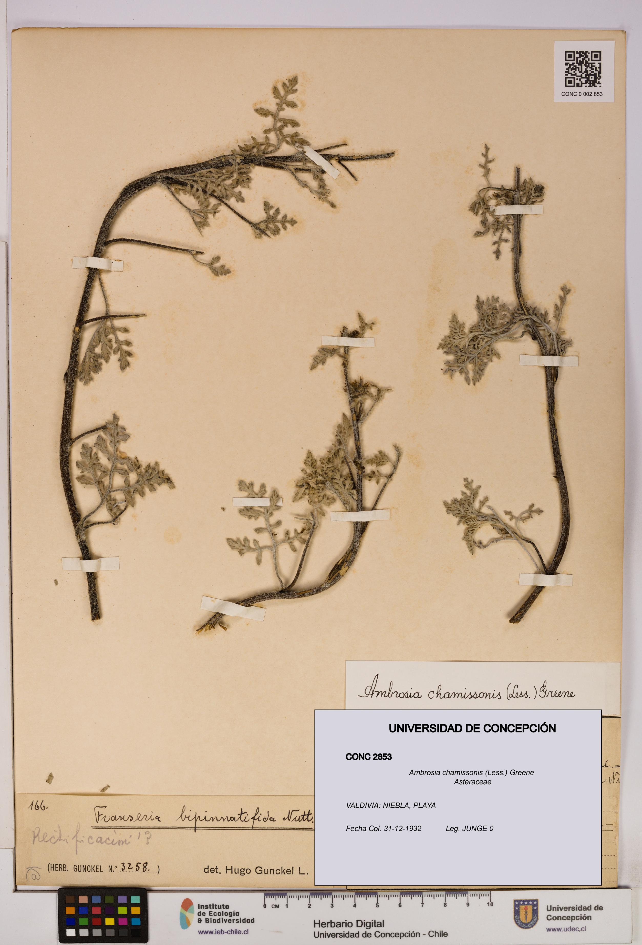 Ambrosia chamissonis [Espécimen: UDEC:CONC:0002853]