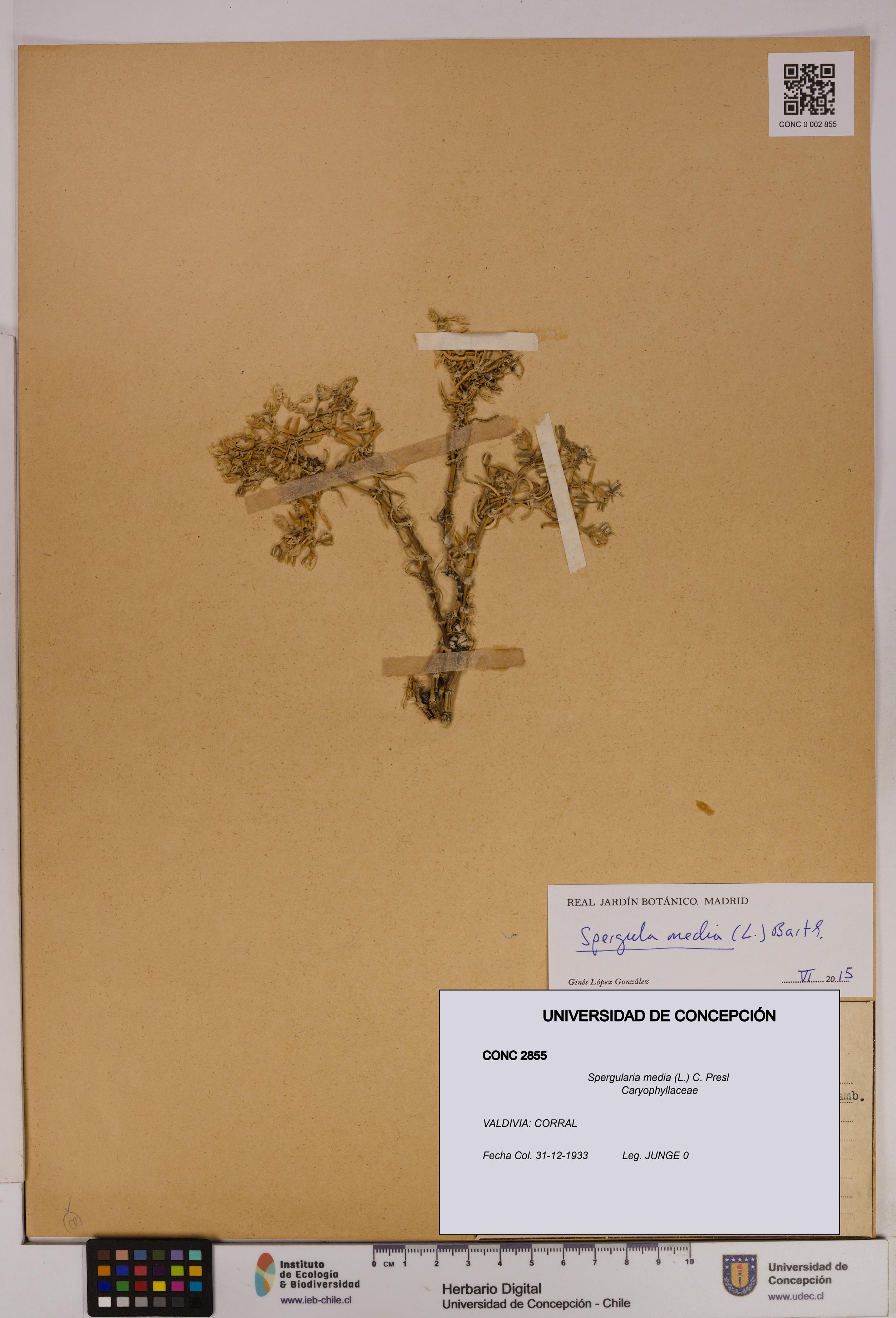 Spergularia media [Espécimen: UDEC:CONC:0002855]