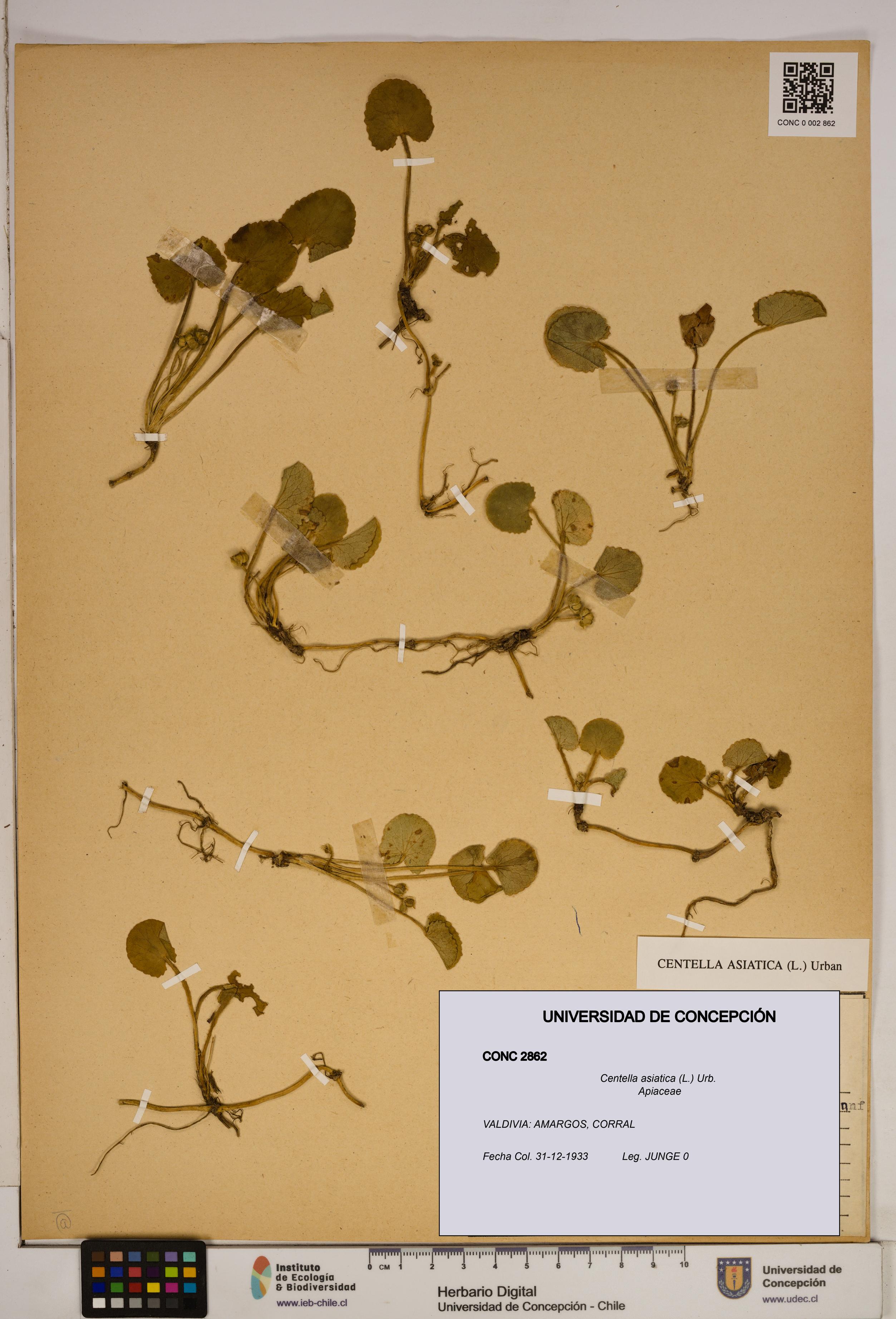 Centella asiatica [Espécimen: ]