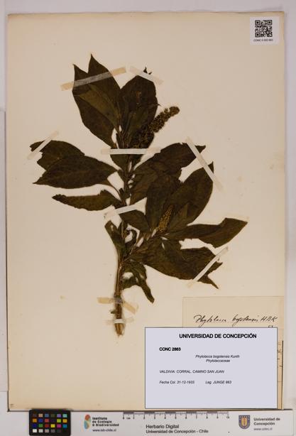 Phytolacca bogotensis [Espécimen: UDEC:CONC:0002863]