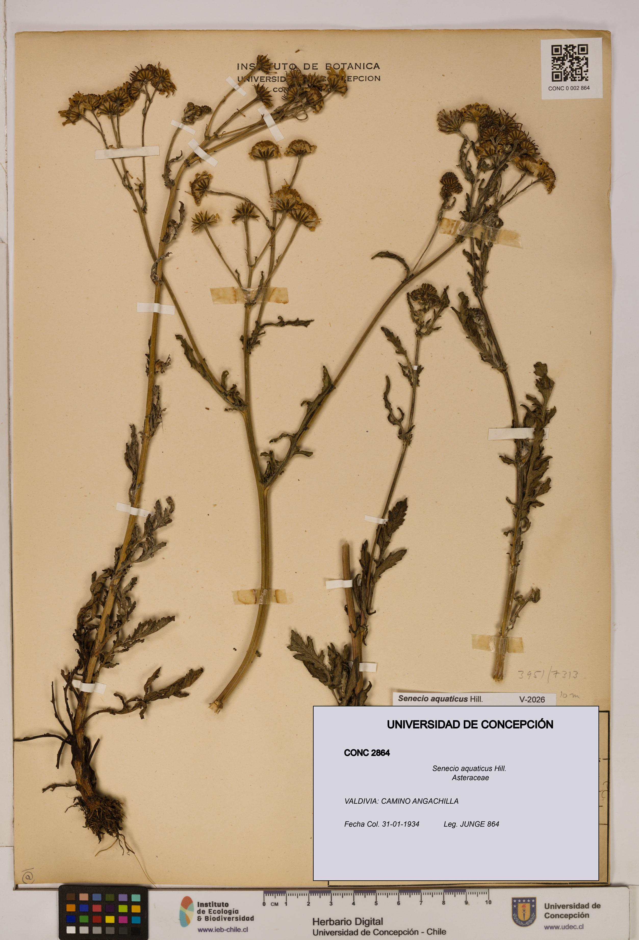 Senecio aquaticus [Espécimen: UDEC:CONC:0002864]