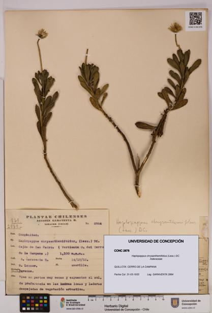 Haplopappus chrysanthemifolius [Espécimen: UDEC:CONC:0002878]