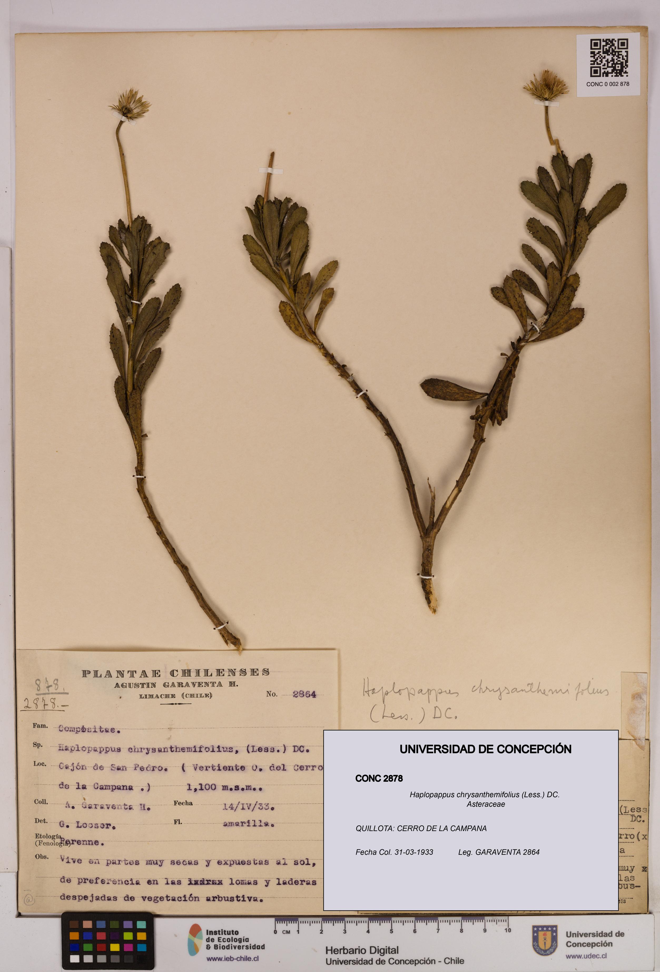 Haplopappus chrysanthemifolius [Espécimen: UDEC:CONC:0002878]