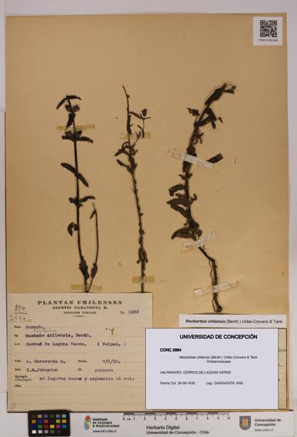Neobartsia chilensis [Espécimen: UDEC:CONC:0002884]
