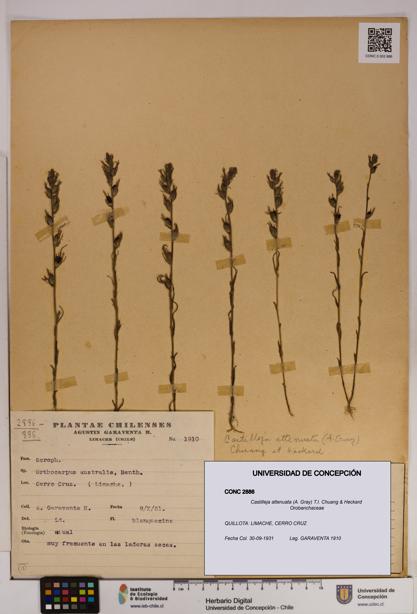 Castilleja attenuata [Espécimen: UDEC:CONC:0002886]