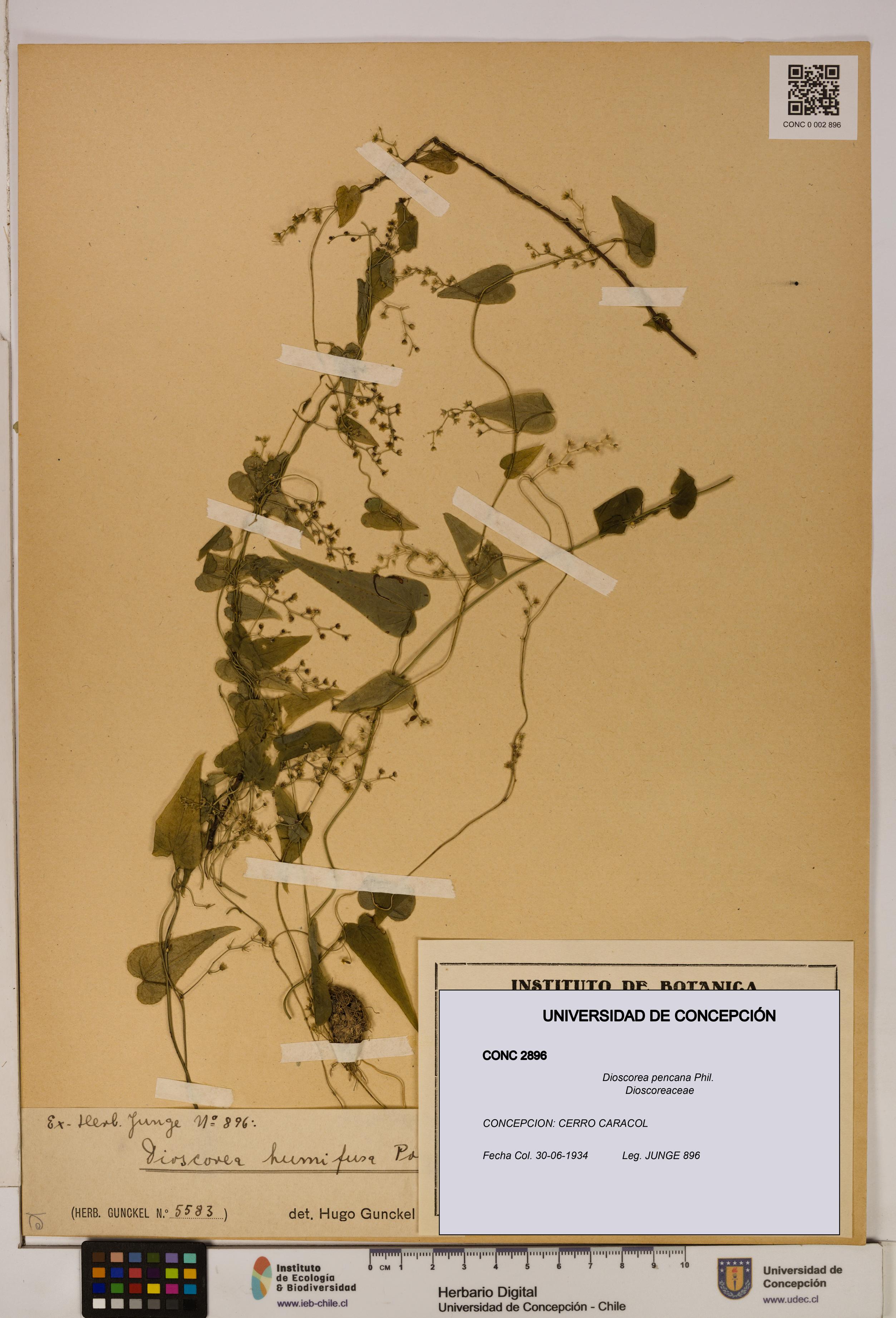 Dioscorea pencana [Espécimen: ]
