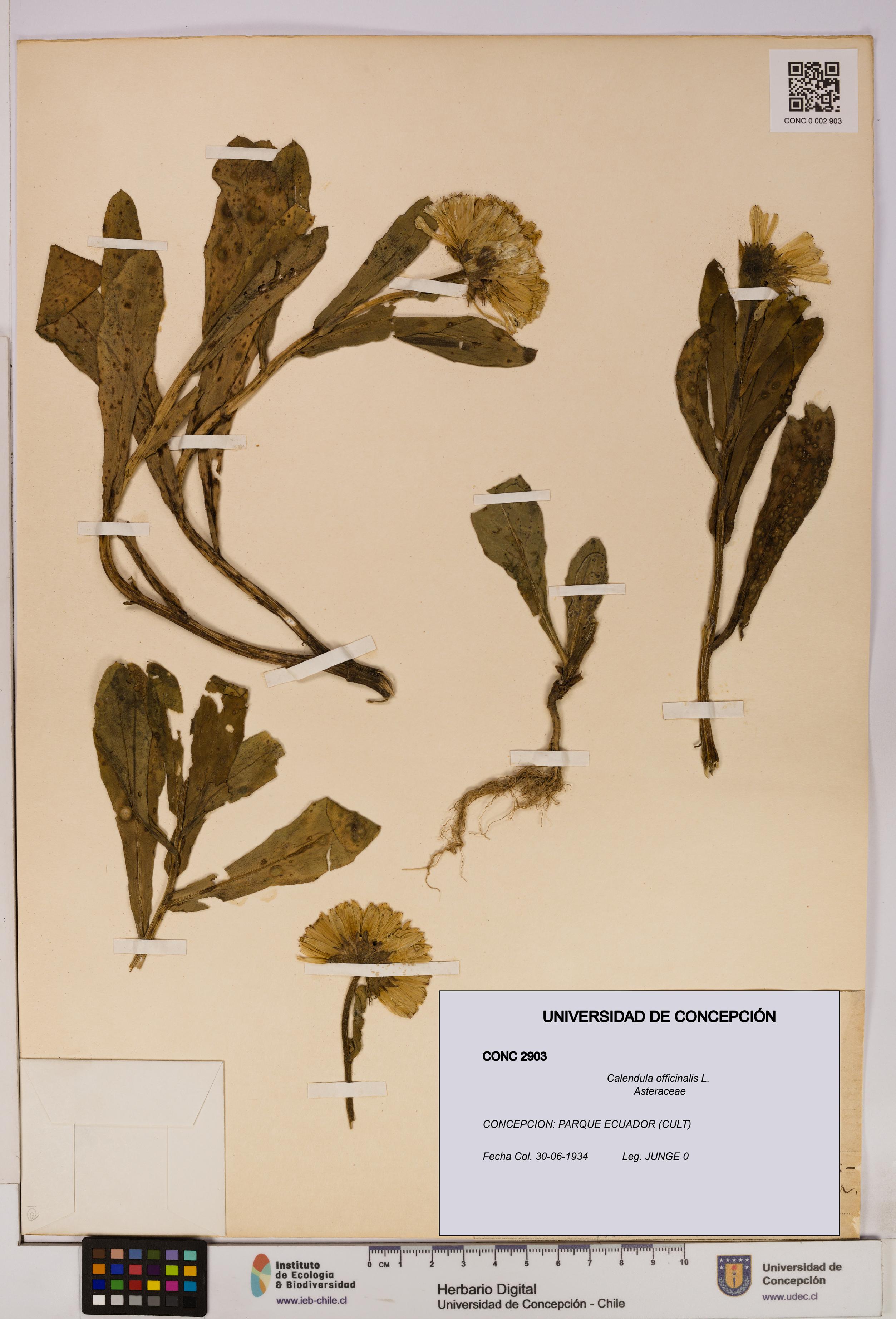 Calendula officinalis [Espécimen: UDEC:CONC:0002903]