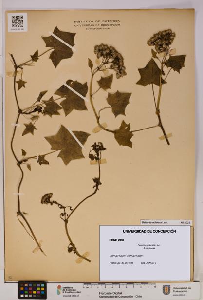 Delairea odorata [Espécimen: UDEC:CONC:0002906]