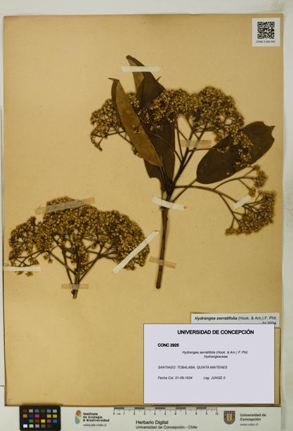 Hydrangea serratifolia [Espécimen: UDEC:CONC:0002925]