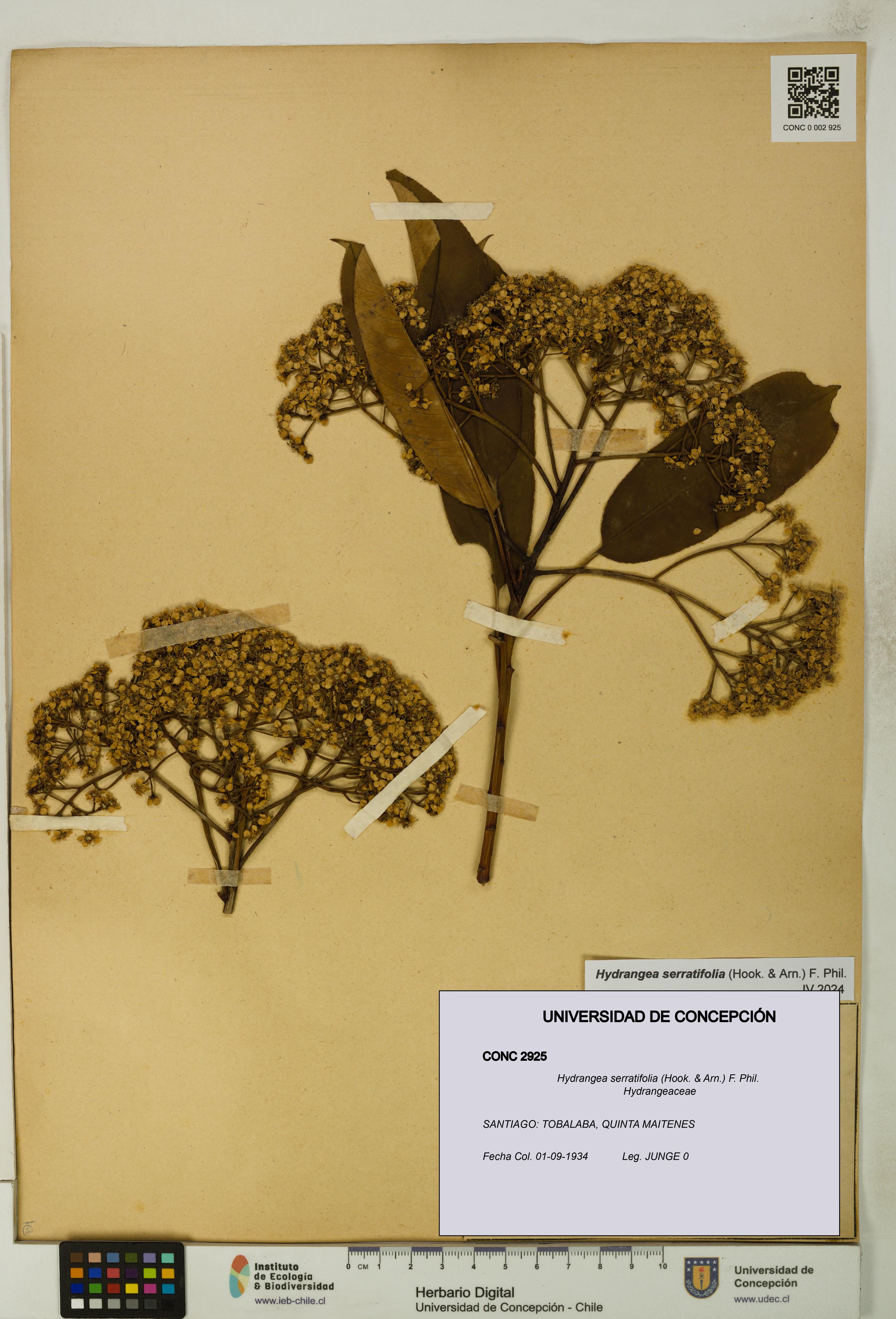 Hydrangea serratifolia [Espécimen: UDEC:CONC:0002925]