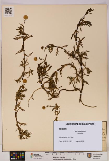 Cotula coronopifolia [Espécimen: UDEC:CONC:0002962]