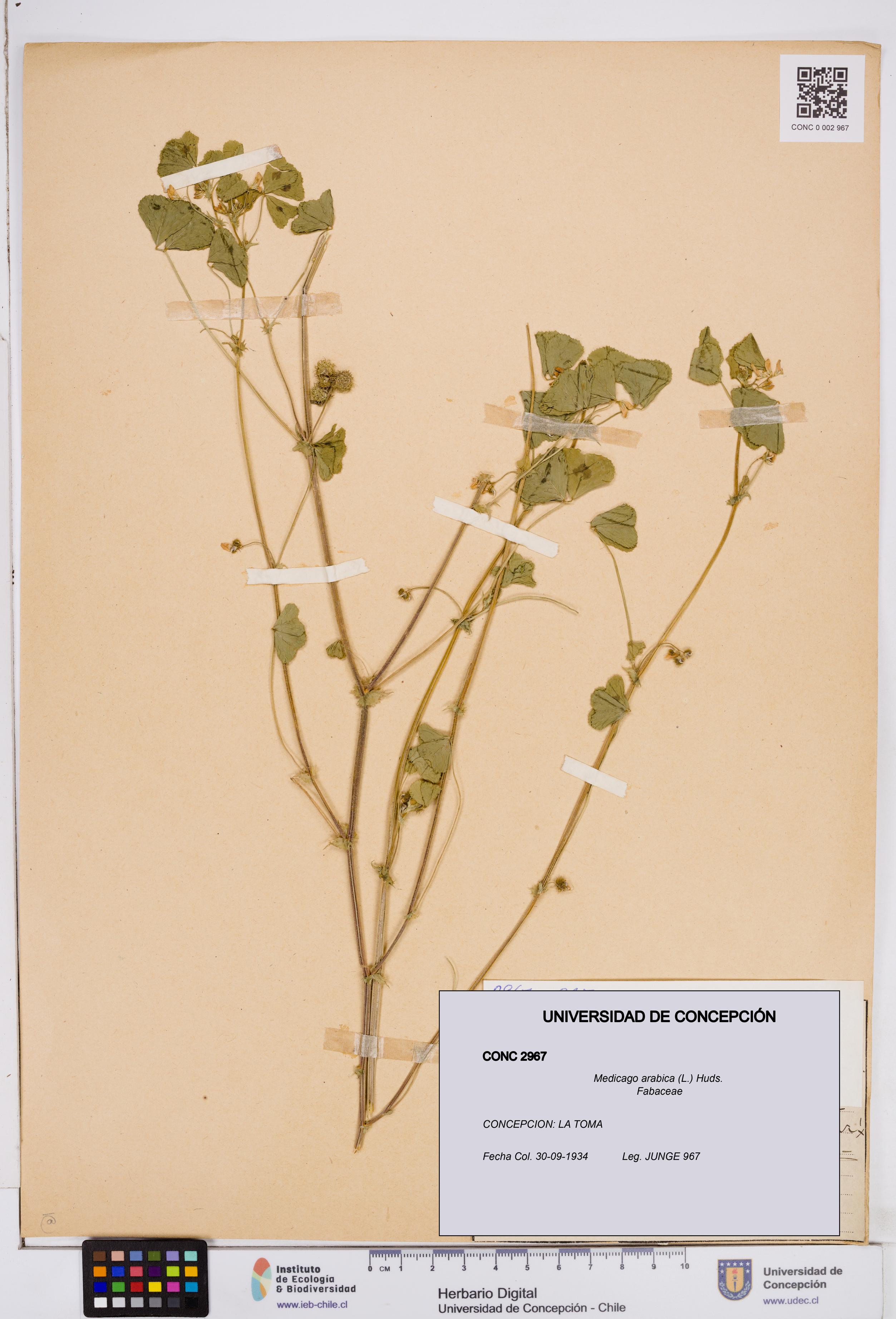Medicago arabica [Espécimen: ]