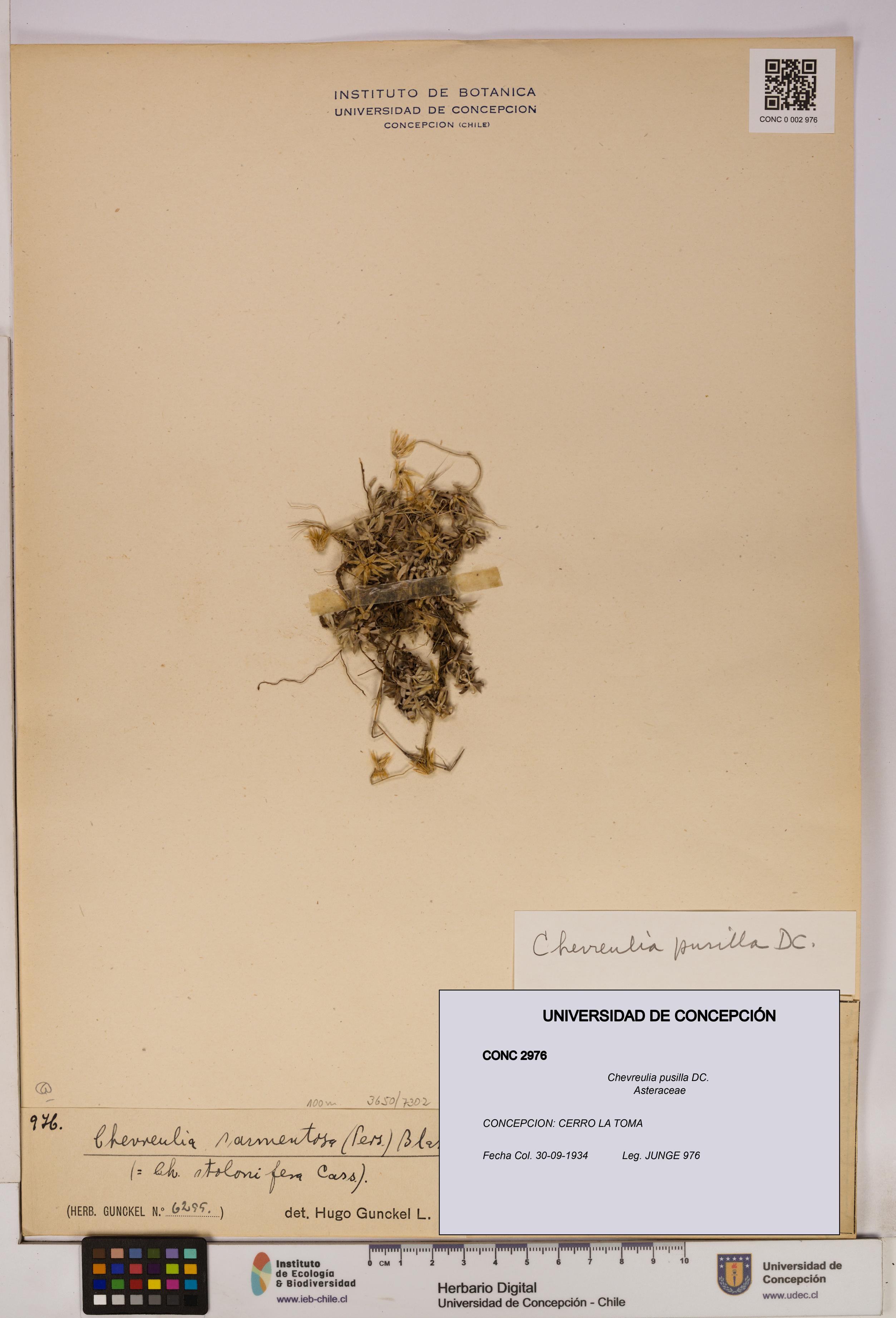 Chevreulia pusilla [Espécimen: UDEC:CONC:0002976]