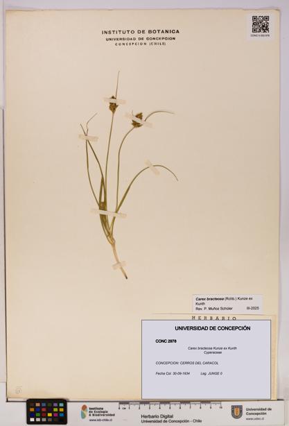 Carex bracteosa [Espécimen: UDEC:CONC:0002978]