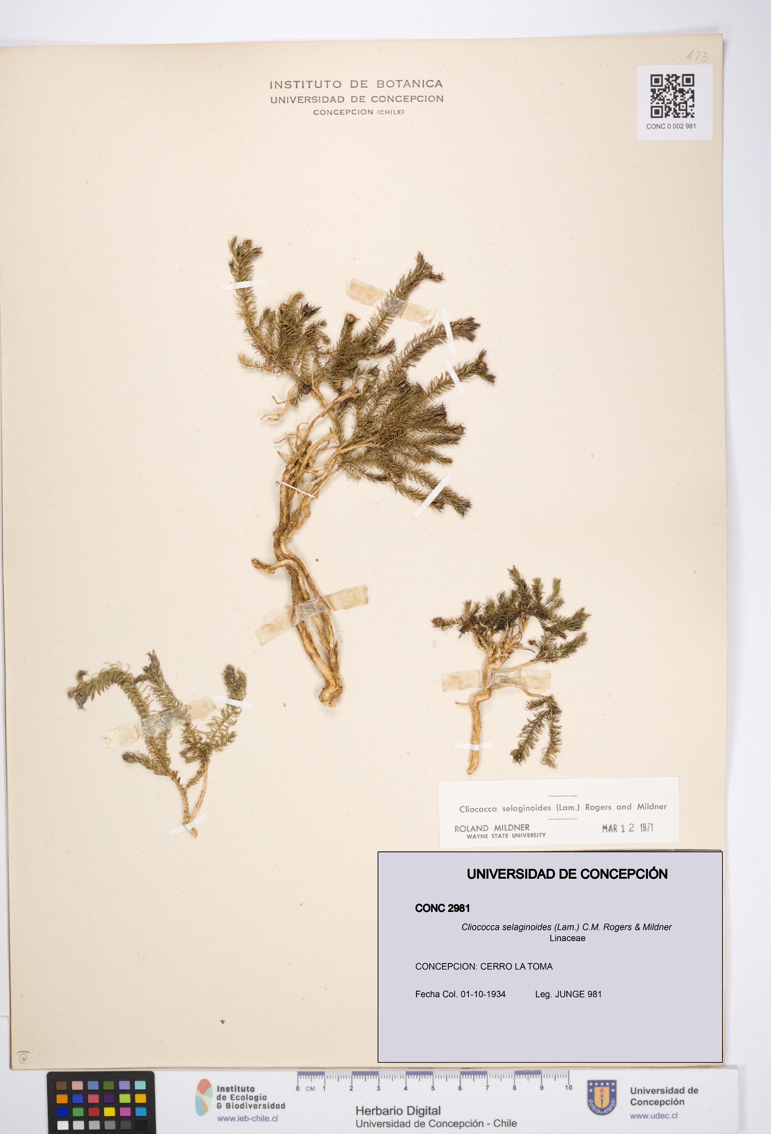 Cliococca selaginoides [Espécimen: UDEC:CONC:0002981]