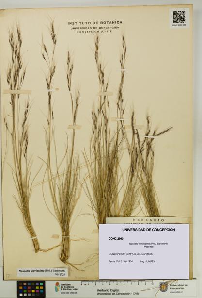 Nassella laevissima [Espécimen: UDEC:CONC:0002983]