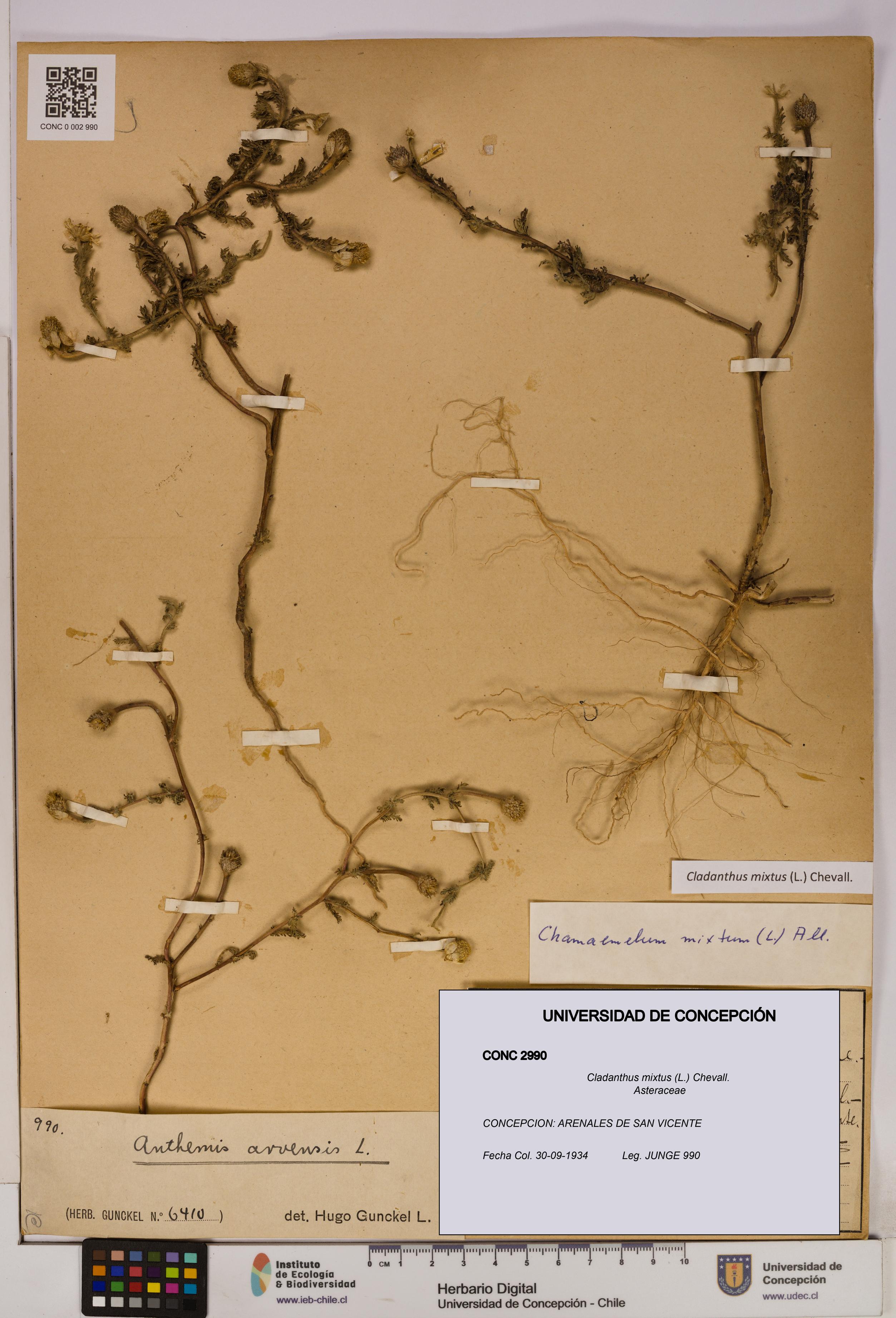 Cladanthus mixtus [Espécimen: UDEC:CONC:0002990]