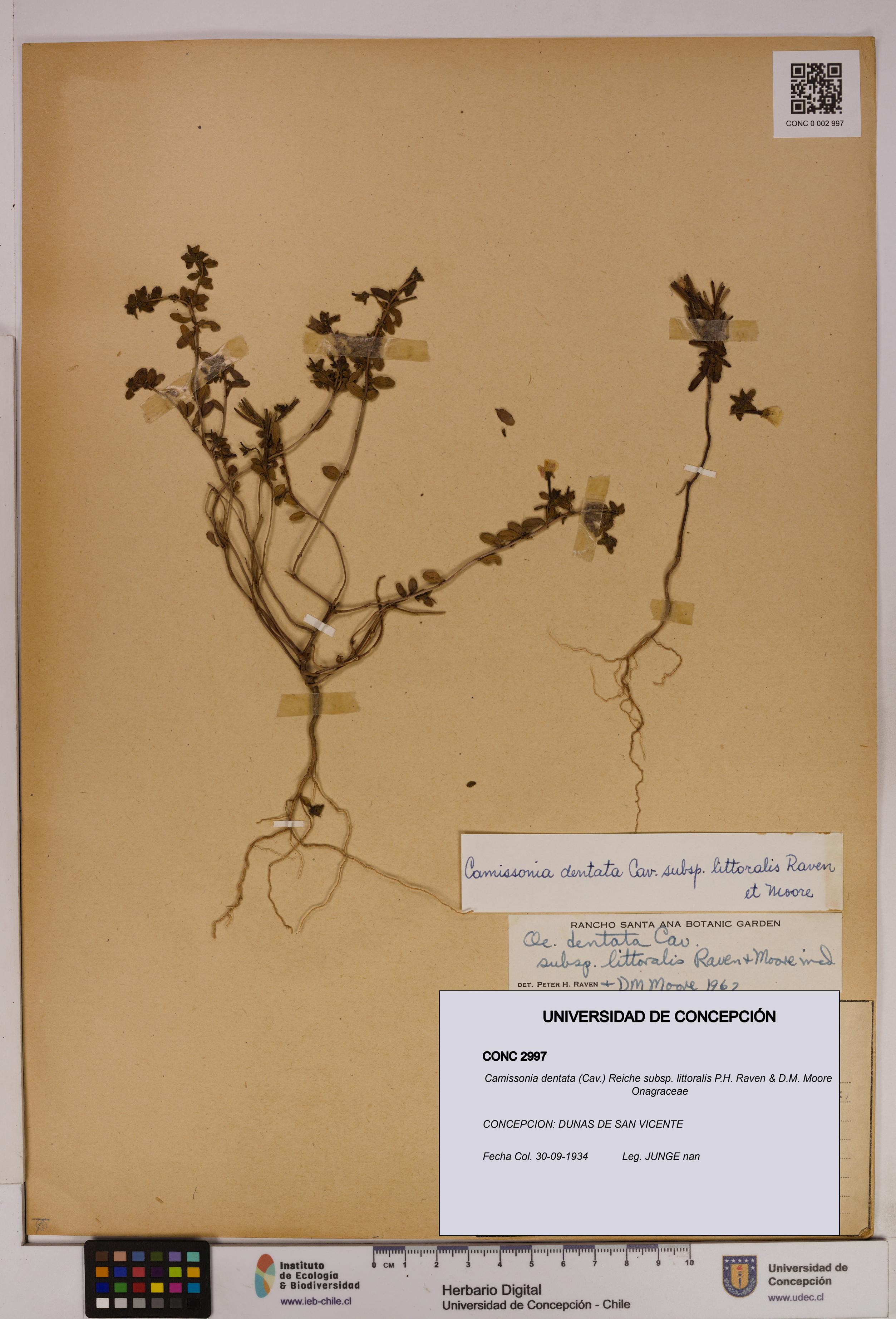 Camissonia dentata subsp. littoralis [Espécimen: UDEC:CONC:0002997]