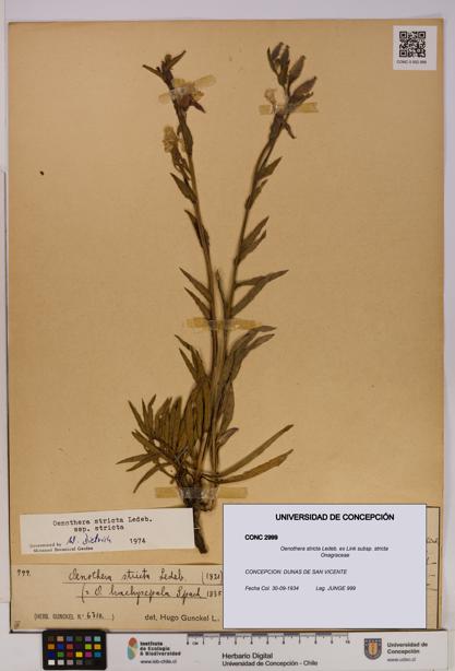 Oenothera stricta subsp. stricta [Espécimen: UDEC:CONC:0002999]