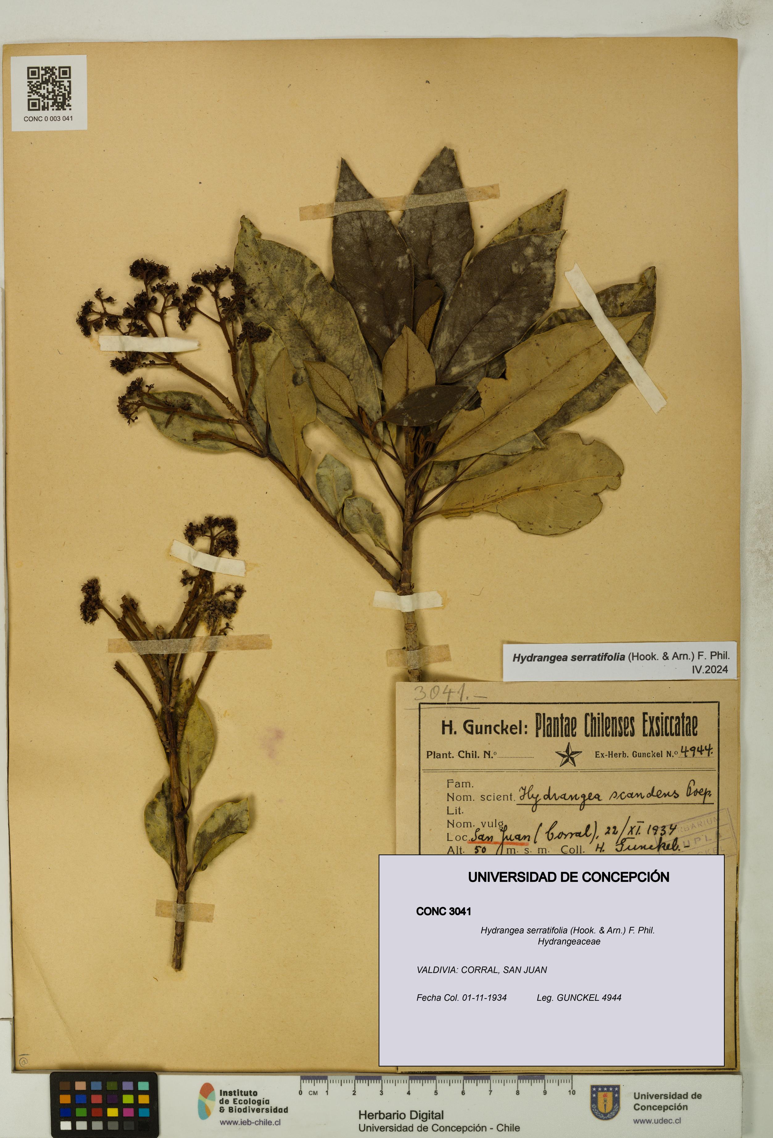 Hydrangea serratifolia [Espécimen: UDEC:CONC:0003041]