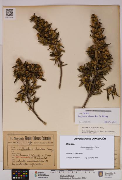 Baccharis elaeoides [Espécimen: UDEC:CONC:0003048]