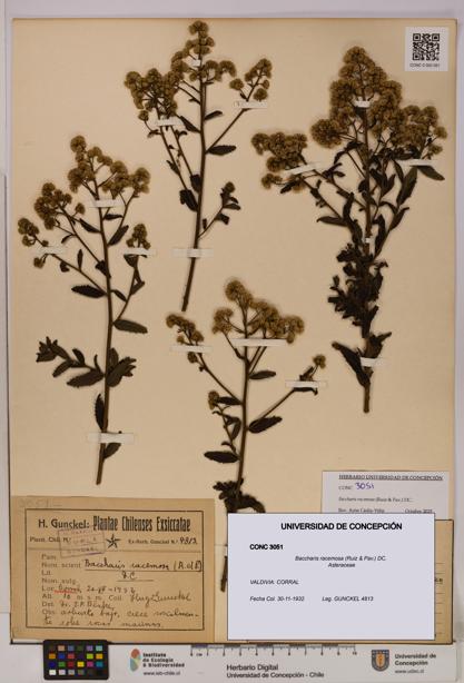 Baccharis racemosa [Espécimen: UDEC:CONC:0003051]