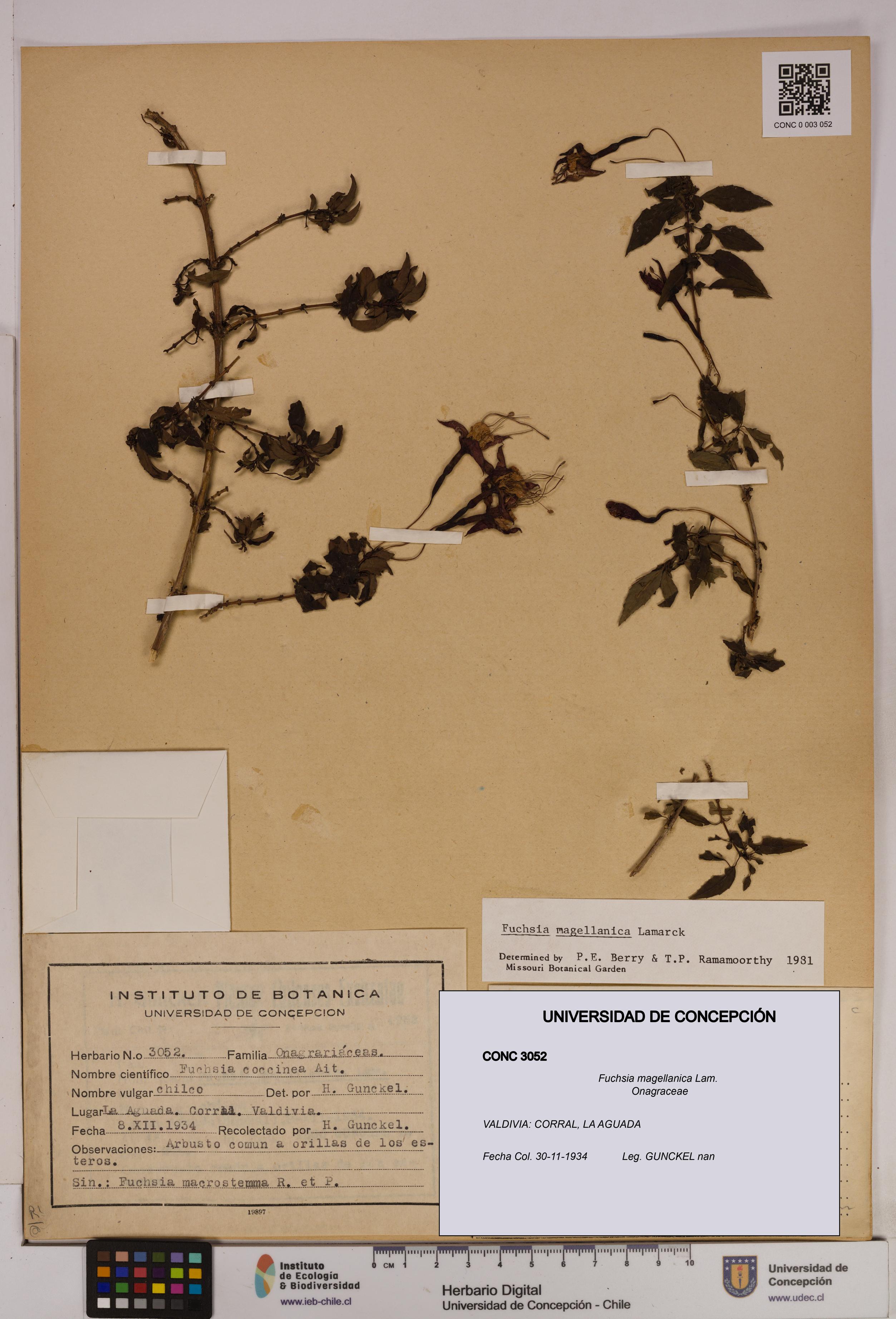 Fuchsia magellanica [Espécimen: UDEC:CONC:0003052]