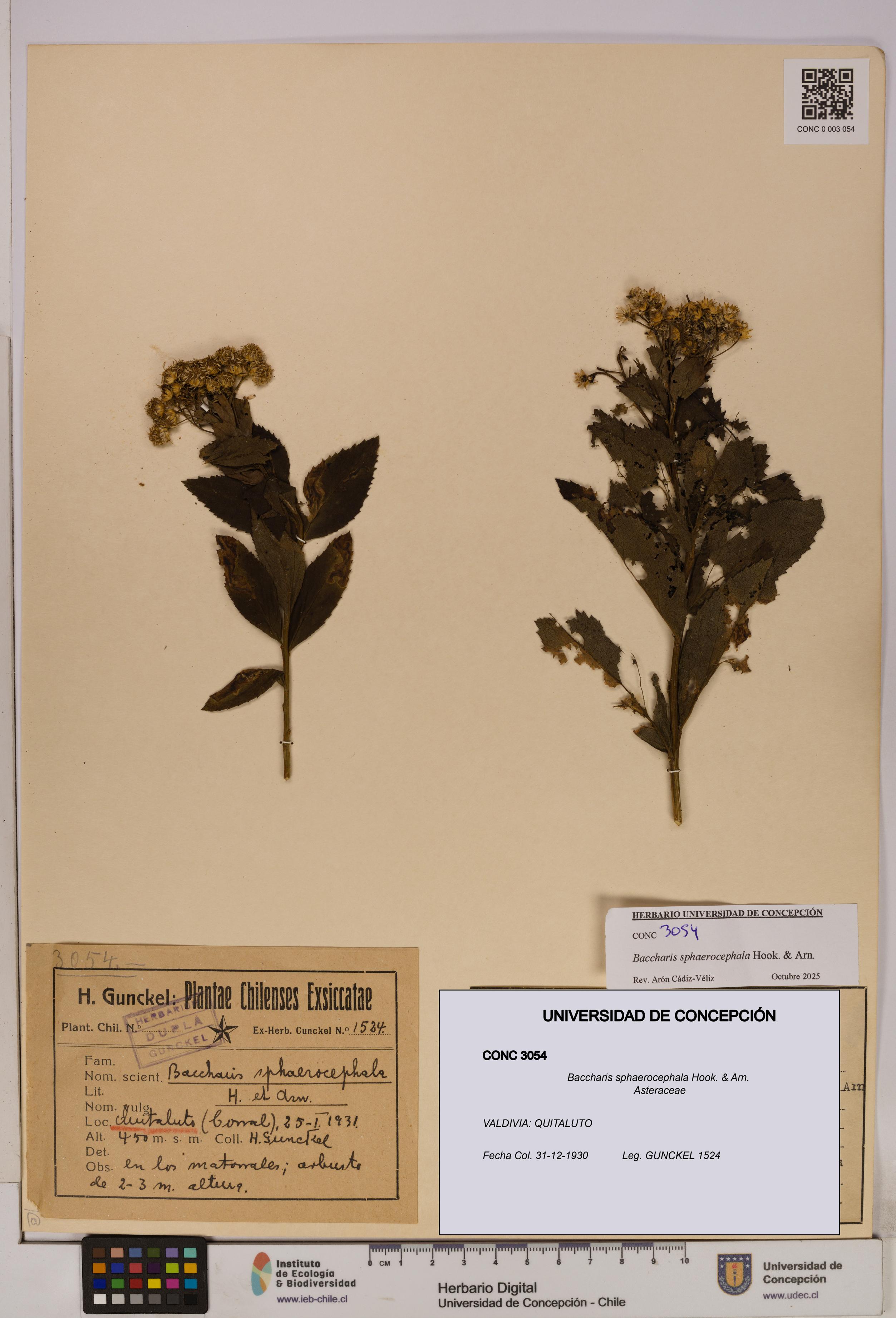 Baccharis sphaerocephala [Espécimen: UDEC:CONC:0003054]