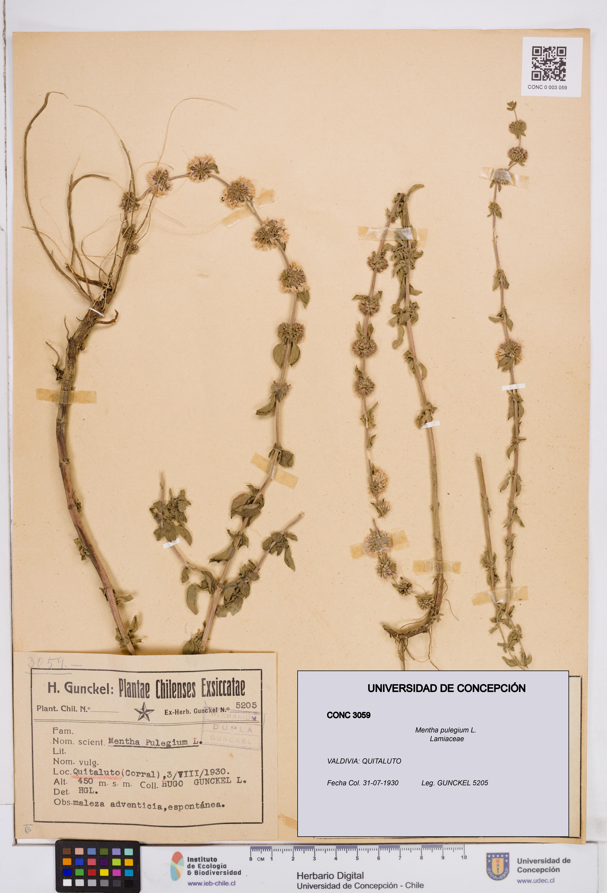 Mentha pulegium [Espécimen: ]