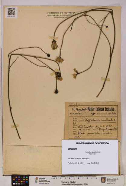 Hypochaeris radicata [Espécimen: UDEC:CONC:0003071]