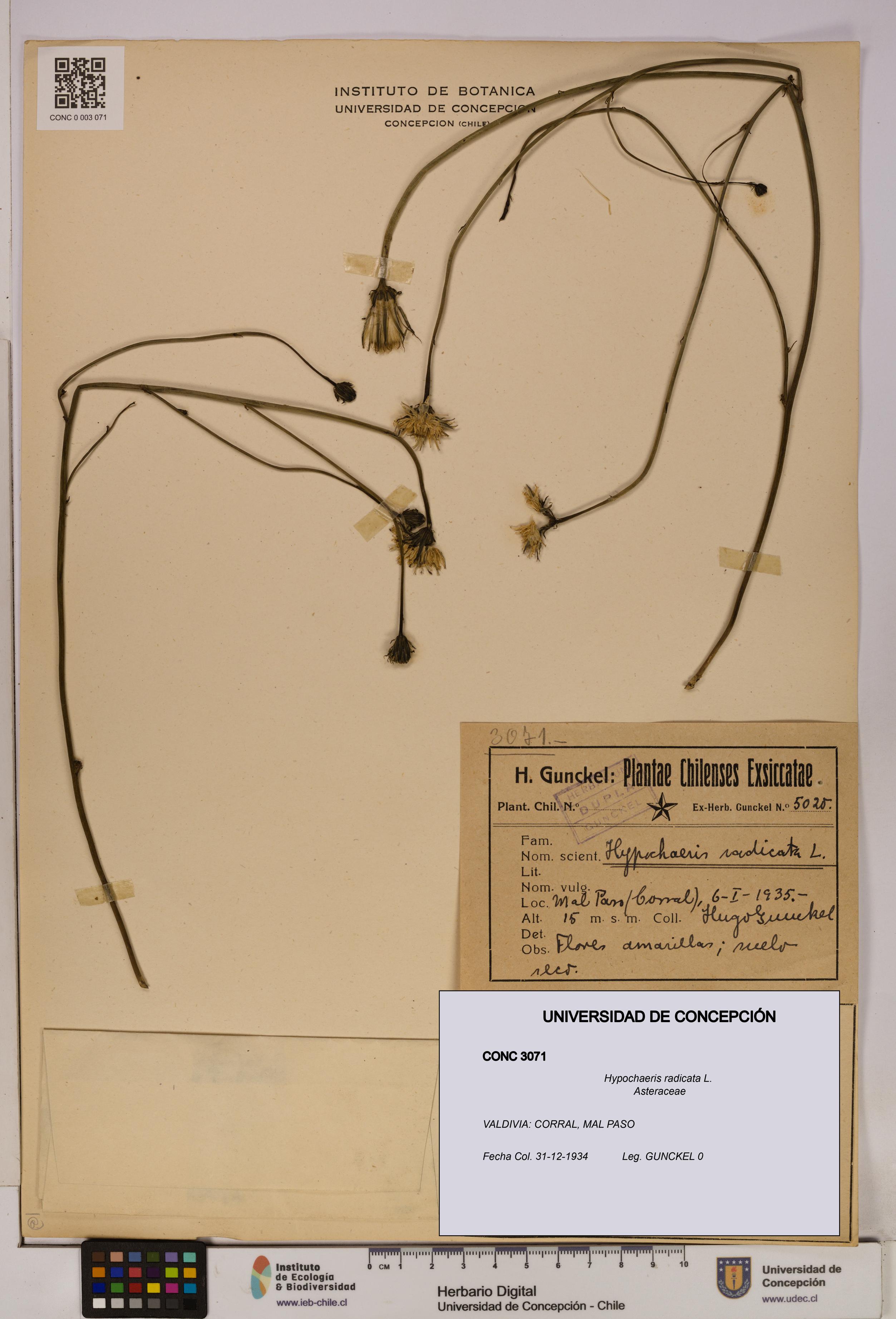 Hypochaeris radicata [Espécimen: UDEC:CONC:0003071]