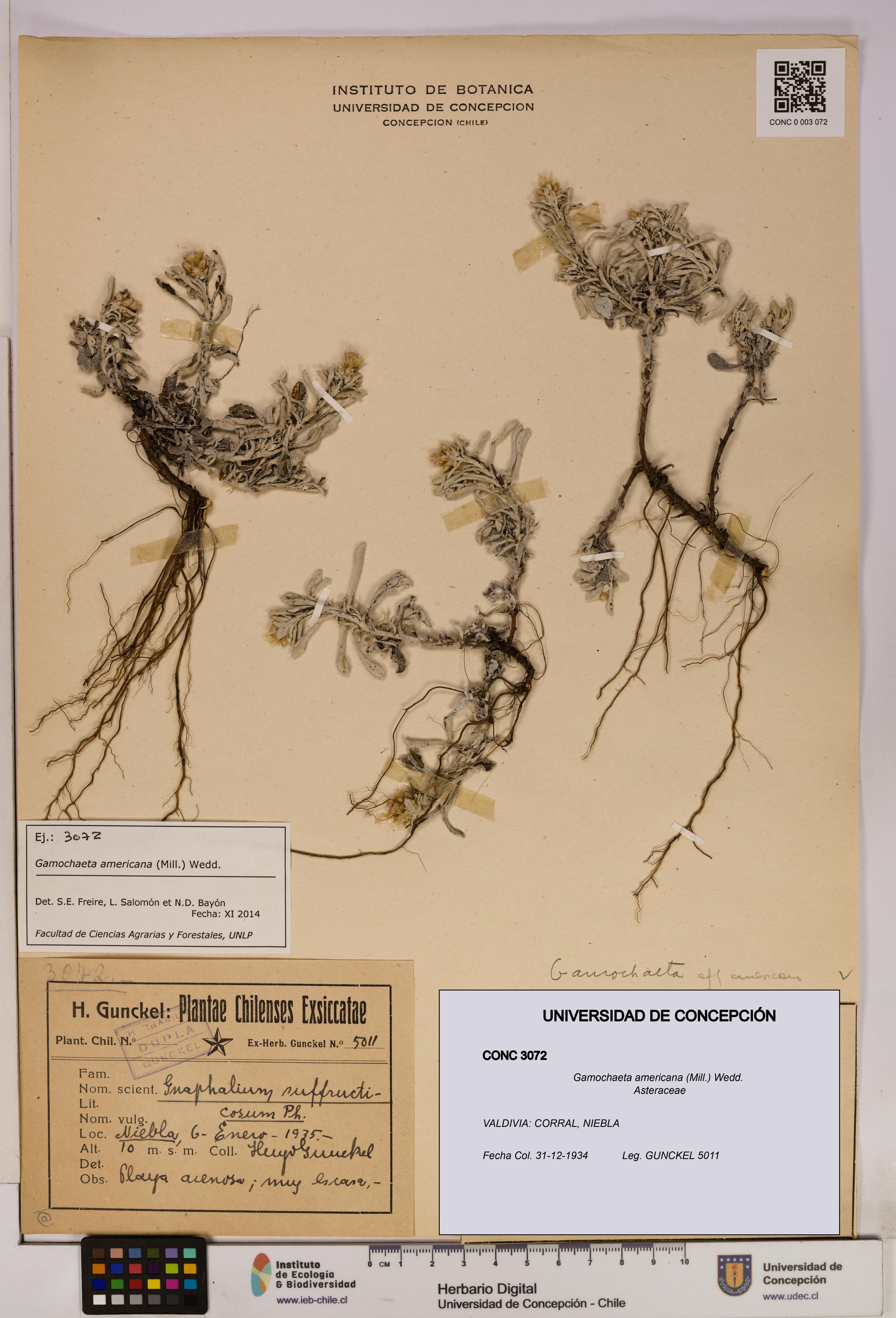 Gamochaeta americana [Espécimen: UDEC:CONC:0003072]