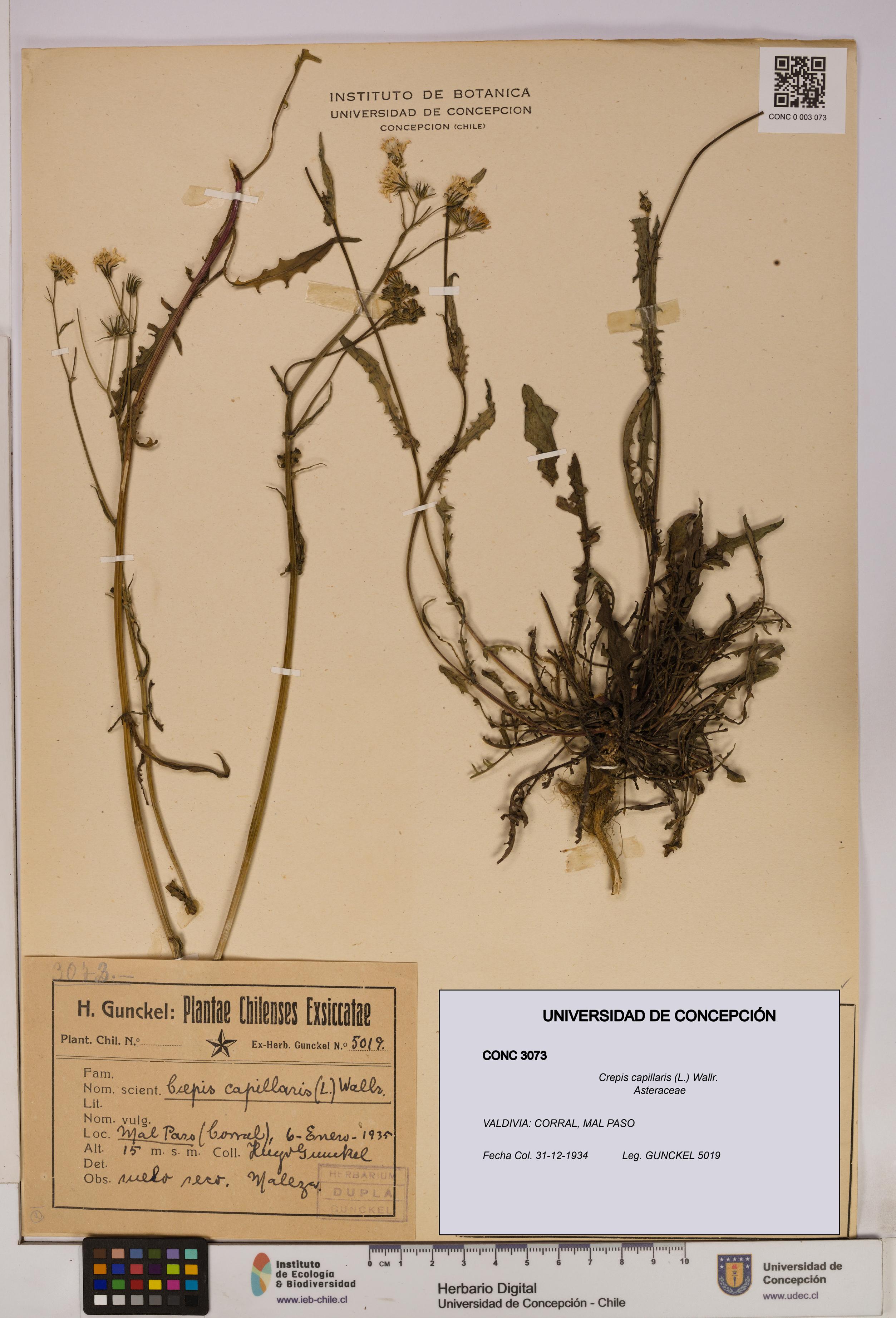 Crepis capillaris [Espécimen: UDEC:CONC:0003073]