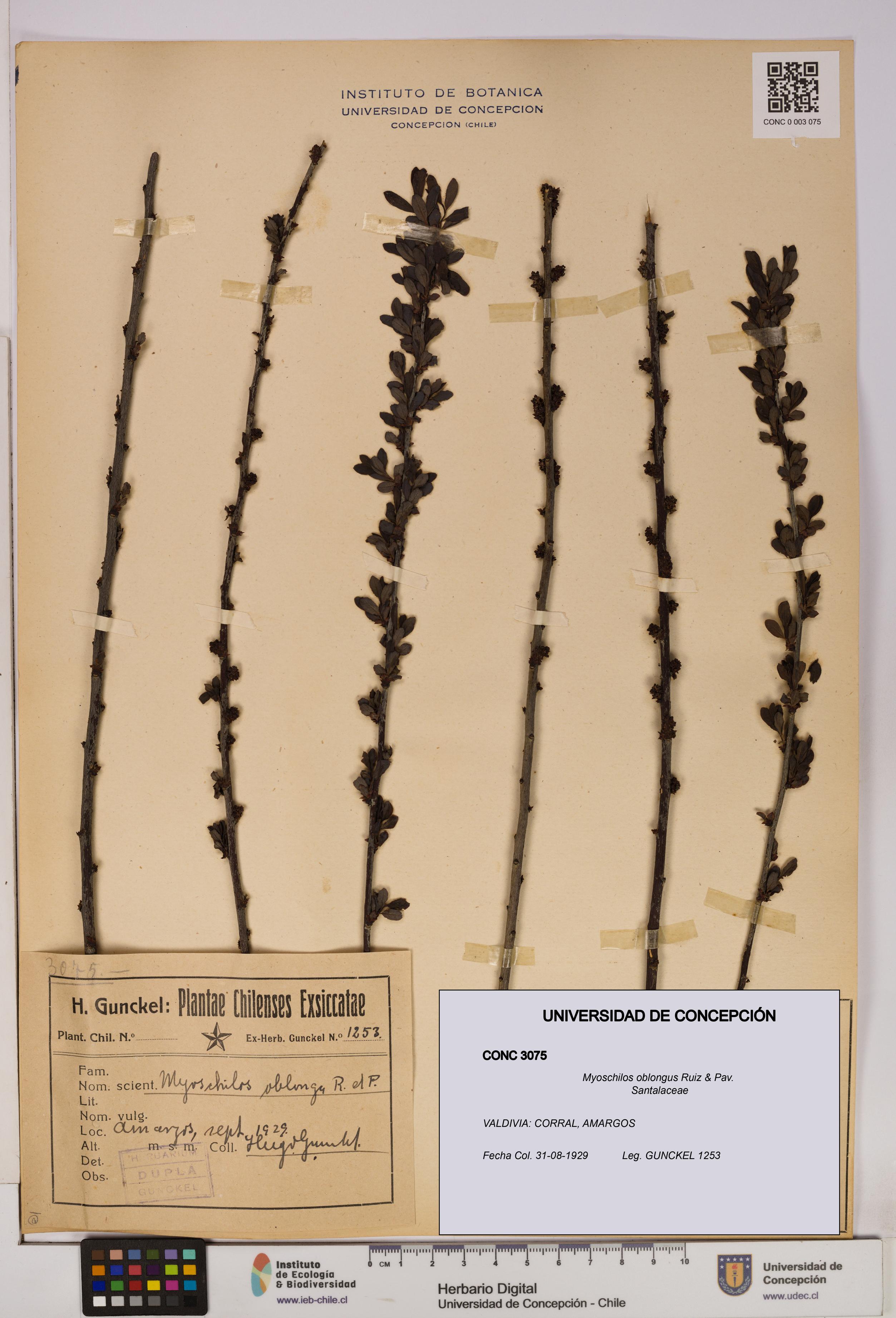 Myoschilos oblongus [Espécimen: UDEC:CONC:0003075]