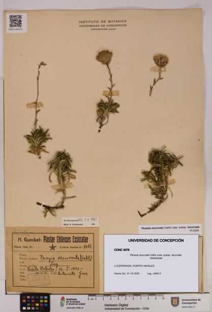 Perezia recurvata subsp. recurvata [Espécimen: UDEC:CONC:0003076]
