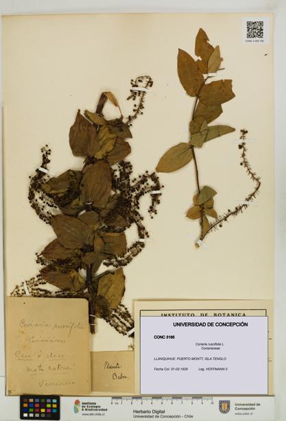 Coriaria ruscifolia [Espécimen: ]