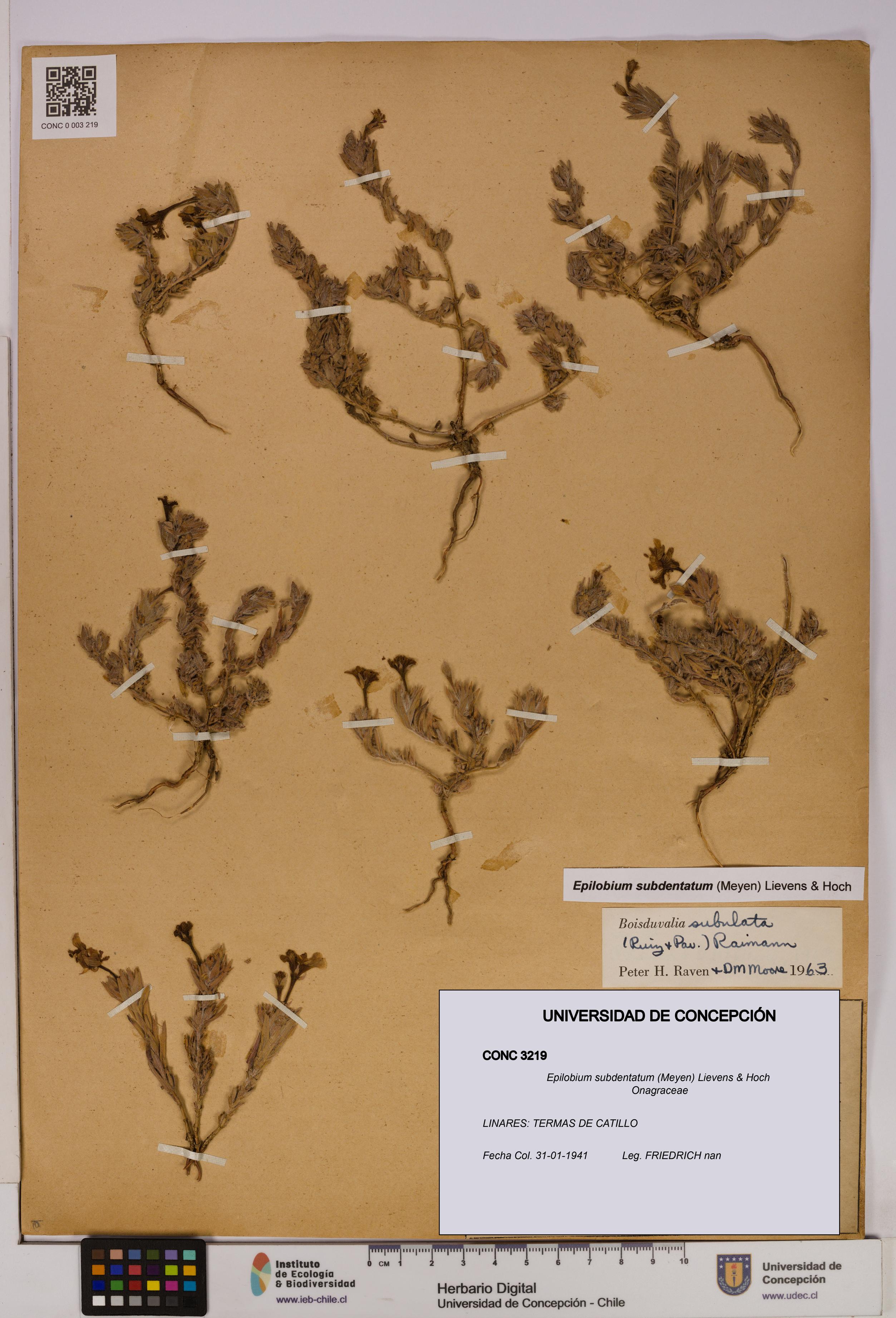 Epilobium subdentatum [Espécimen: UDEC:CONC:0003219]